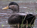 American Black Duck